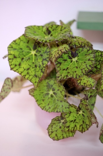 Begonia Rex Lime Fever - Img 5
