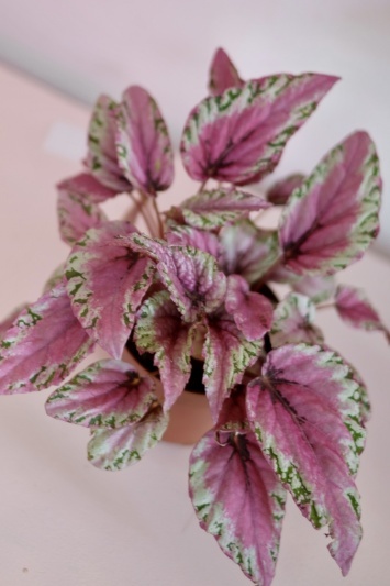 Begonia Rex Pink Summer