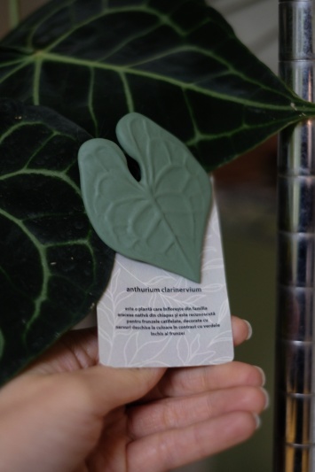 Broșă Anthurium Clarinervium - Img 5