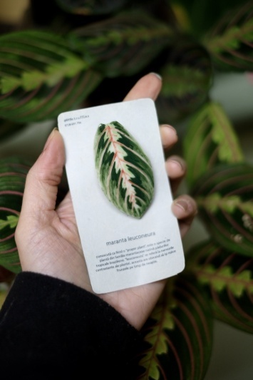 Broșă Maranta Leuconeura Tricolor - Img 3