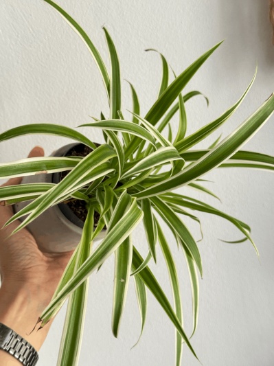 Chlorophytum - Img 5