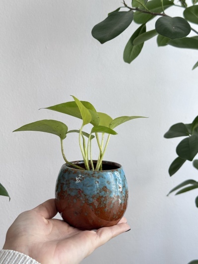 Epipremnum Neon (baby plant) - Img 3