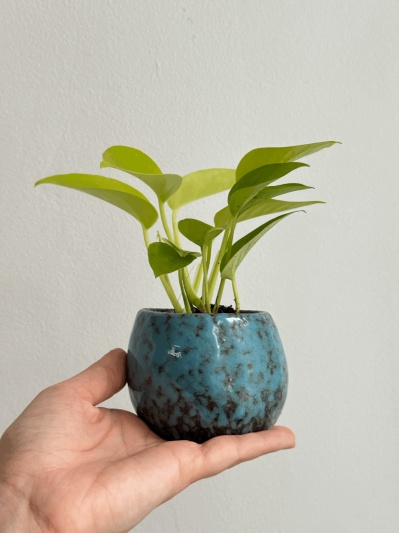 Epipremnum Neon (baby plant) - Img 6