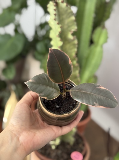 Ficus elastica Belize (baby) - Img 4