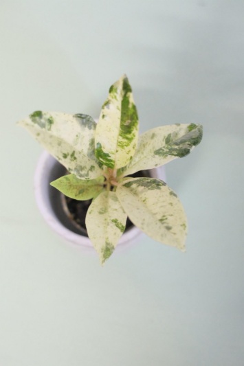 Ficus elastica Shivereana (baby) - Img 2