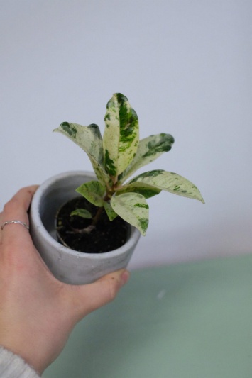 Ficus elastica Shivereana (baby) - Img 7