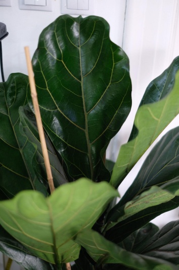 Ficus lyrata - Img 4