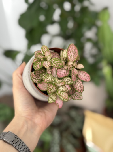 Fittonia Pink Ruby - Img 1