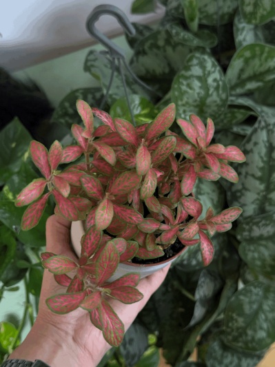 Fittonia Pink Ruby - Img 5