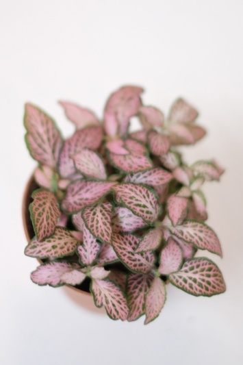 Fittonia Pink Tiger - Img 3