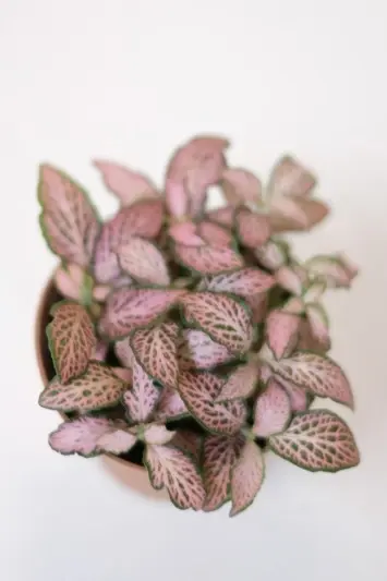 Fittonia Pink Tiger - Img 3