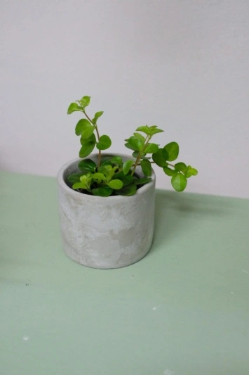 Ghiveci GREY
