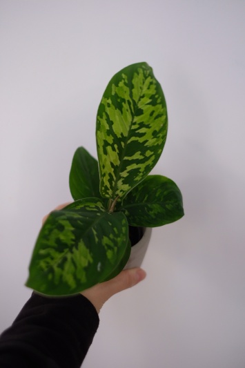 Homalomena Camouflage - Img 3