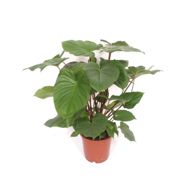 Homalomena Maggy - Img 2