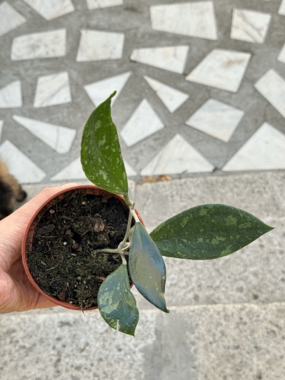 Hoya aff. vitellina - Img 5