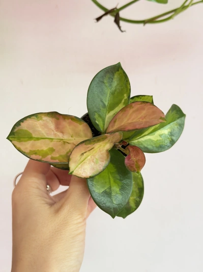 Hoya Australis Lisa (baby)