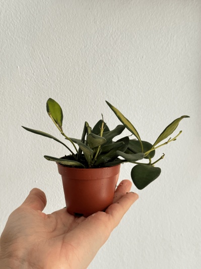 Hoya burtoniae variegata - Img 2