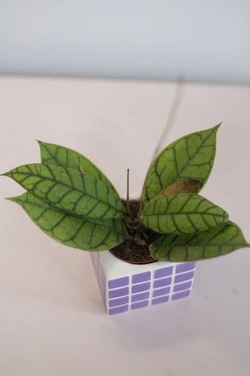 Hoya callistophylla - Img 4