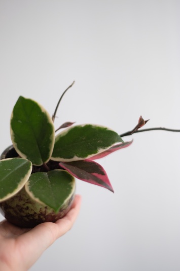 Hoya Carnosa Tricolor (babyplant) - Img 4