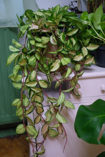 Hoya Carnosa Tricolor - Img 2