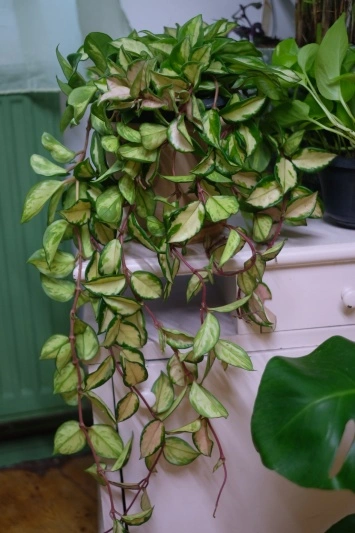 Hoya Carnosa Tricolor - Img 2