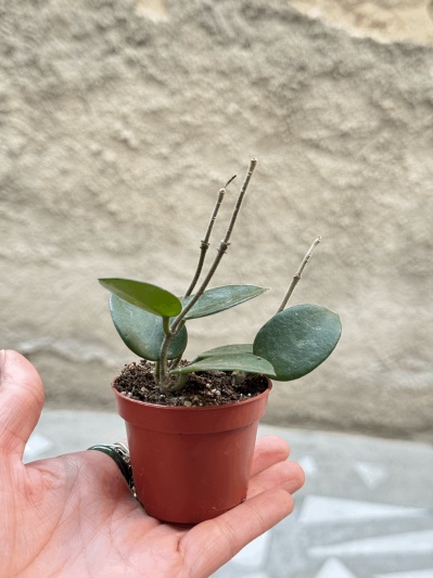 Hoya Chouke - Img 4