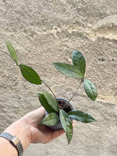 Hoya crassipetiolata - Img 4