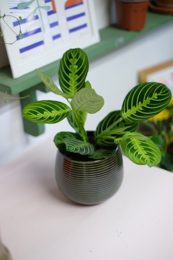 Maranta Lemon Lime