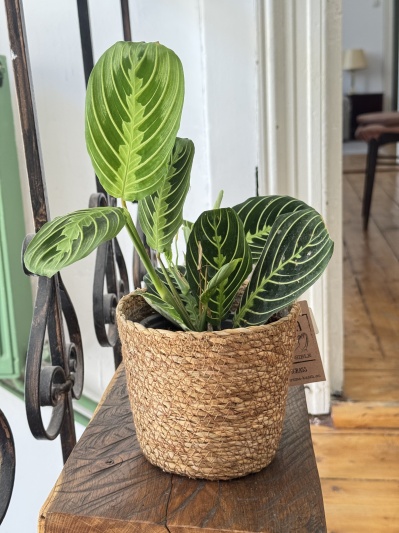 Maranta Lemon Lime - Img 1