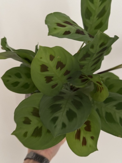Maranta Leuconeura var. kerchoveana - Img 3
