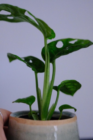 Monstera Adansonii mini - Img 4