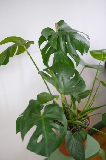 Monstera Deliciosa - Img 4