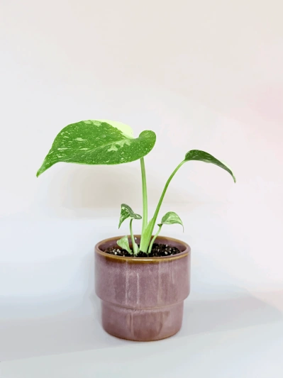 Monstera Thai Constellation (babyplant) - Img 2