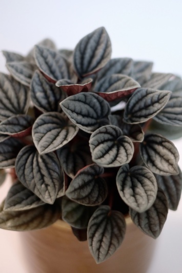 Peperomia Caperata Caracas - Img 6