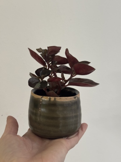 Peperomia Columbiana - Img 2