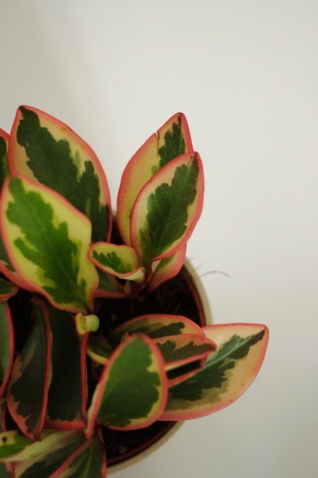 Peperomia Ginny - Img 6