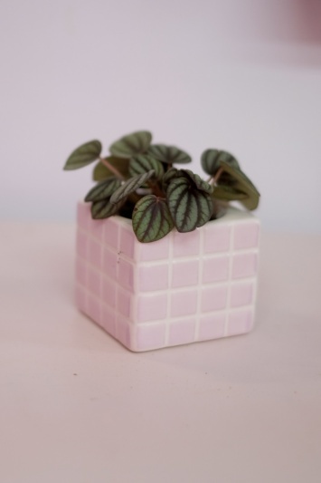 Peperomia Piccolo Banda - Img 4