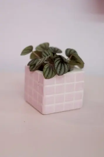 Peperomia Piccolo Banda - Img 4