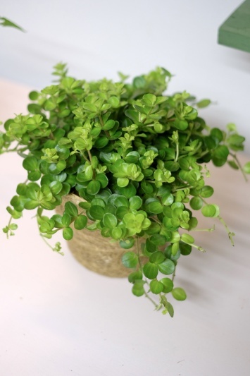 Peperomia Rotundifolia - Img 6