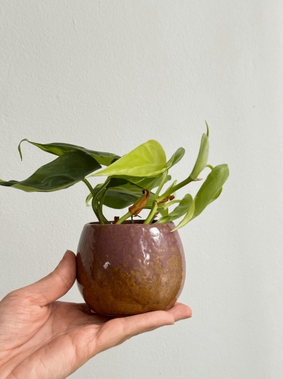 Philodendron Brasil (babyplant) - Img 5