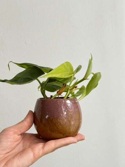 Philodendron Brasil (babyplant) - Img 5