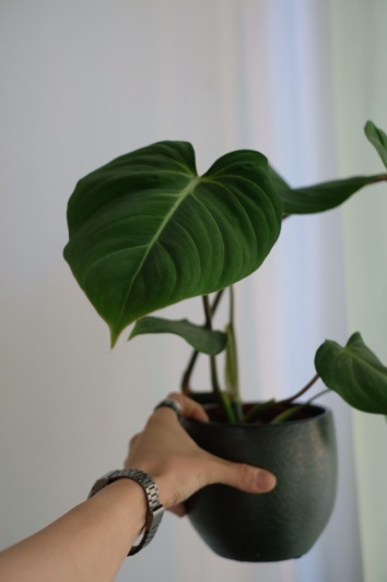 Philodendron Gloriosum - Img 4