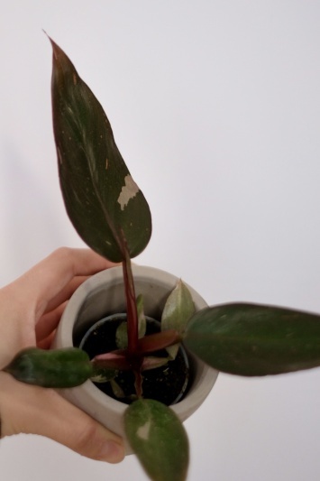 Philodendron Pink Princess - Img 3
