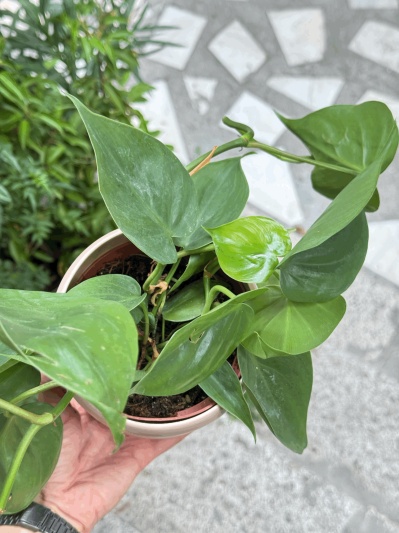 Philodendron Scandens - Img 2