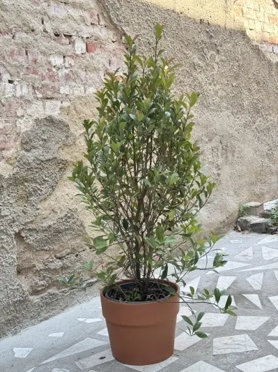 Photinia fraserii rouge