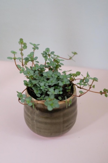 Pilea glaucophylla Greyzy - Img 4