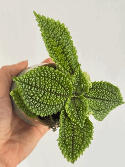 Pilea Moon Valley - Img 3