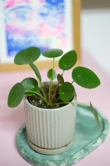 Pilea Peperomioides - baby plant - Img 2