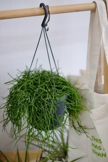 Rhipsalis baccifera Oasis