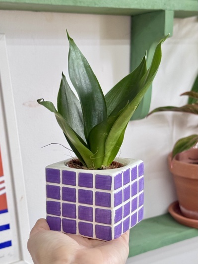 Sansevieria Black Hahnii - Img 5